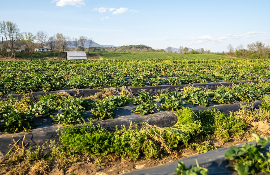 1675066974703553.png 農業生產.png